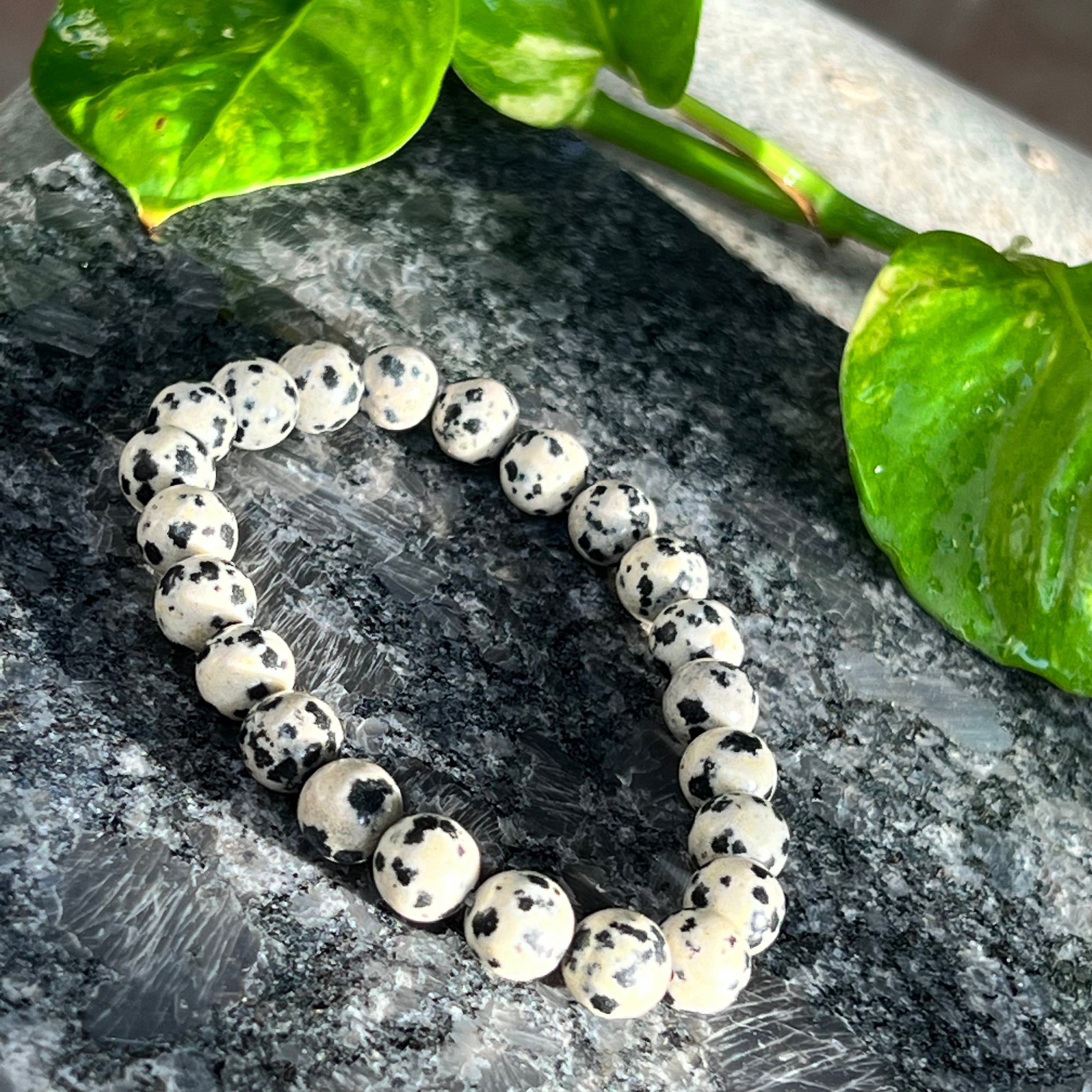Dalmatian Jasper